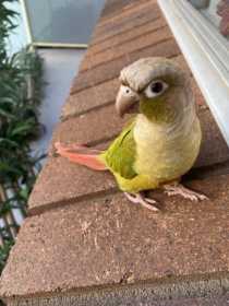 Lost Conure