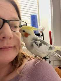 Lost Cockatiel