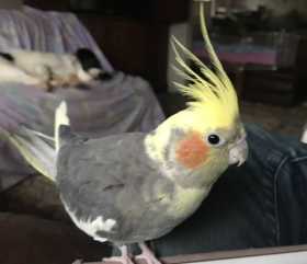 Lost Cockatiel