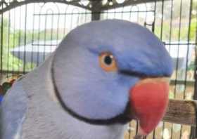 Lost Indian Ringneck Parakeet