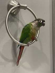 Lost Conure