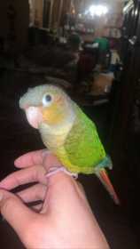 Lost Conure