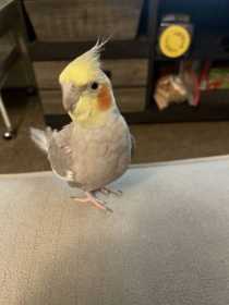 Lost Cockatiel