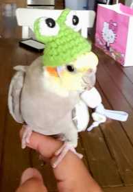 Lost Cockatiel