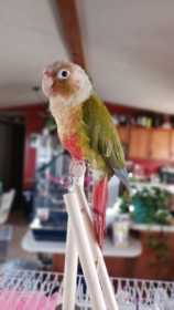 Lost Conure