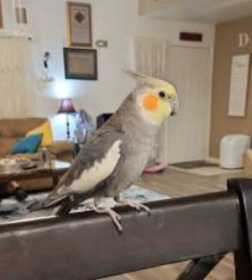 Lost Cockatiel