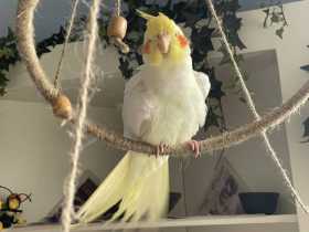 Lost Cockatiel