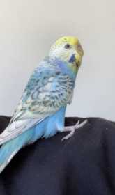 Lost Budgerigar