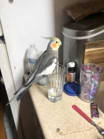 Lost Cockatiel