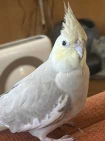 Lost Cockatiel