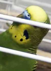 Lost Budgerigar