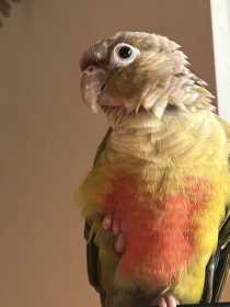 Lost Conure