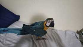 Lost Macaw