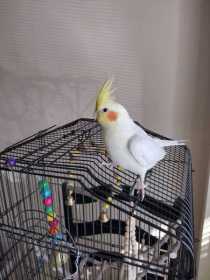 Lost Cockatiel