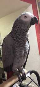 Lost African Grey