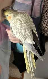 Lost Cockatiel