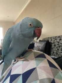 Lost Indian Ringneck Parakeet