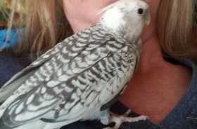 Lost Cockatiel