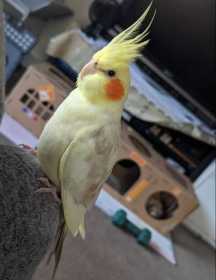 Lost Cockatiel