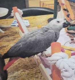 Lost African Grey