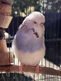 Lost Budgerigar