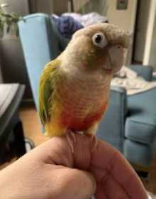 Lost Conure