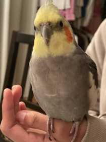 Lost Cockatiel