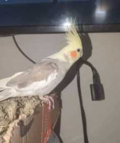 Lost Cockatiel