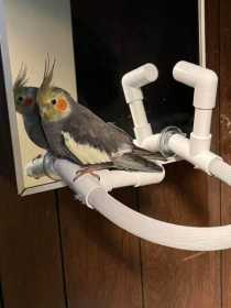 Lost Cockatiel