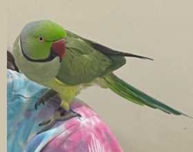 Lost Indian Ringneck Parakeet