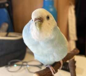 Lost Parakeet