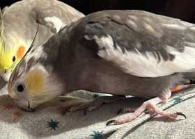 Lost Cockatiel