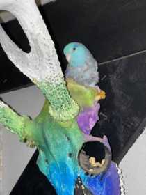 Lost Parrotlet