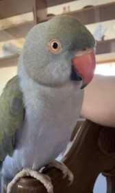 Lost Indian Ringneck Parakeet