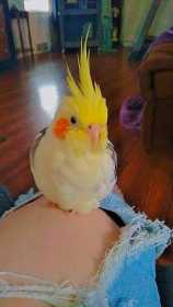 Lost Cockatiel