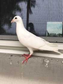 Lost Pigeon