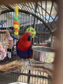 Lost Eclectus