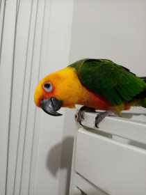 Lost Conure