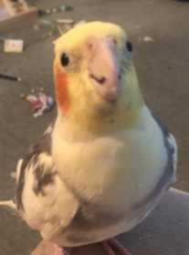 Lost Cockatiel