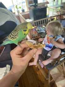 Lost Budgerigar