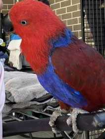 Lost Eclectus