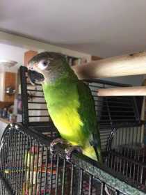 Lost Conure