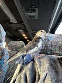 Lost Cockatiel