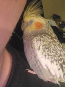 Lost Cockatiel