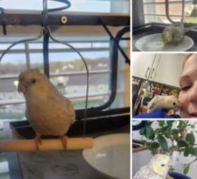 Lost Cockatiel