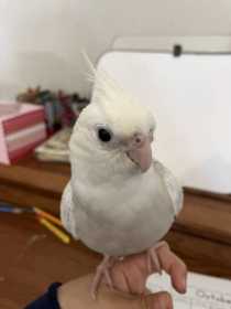 Lost Cockatiel