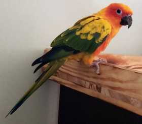 Lost Conure