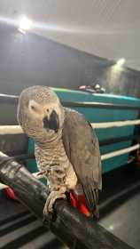 Lost African Grey