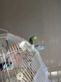 Lost Parrotlet