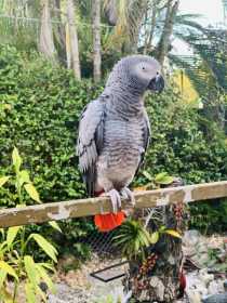 Lost African Grey